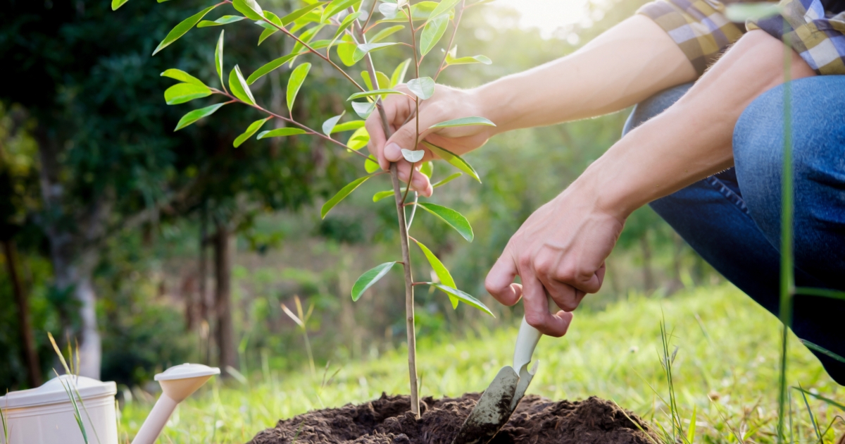 Duke Energy Florida’s tree giveaway encourages customers to plant the right tree in the right place to keep the power flowing