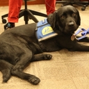 Court Gets Dog to Help Child Witnesses Court Gets Dog to Help Child Witnesses