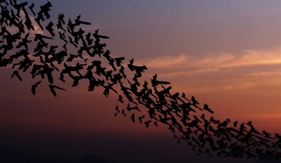 Bats-Hero1 Bats-Hero1