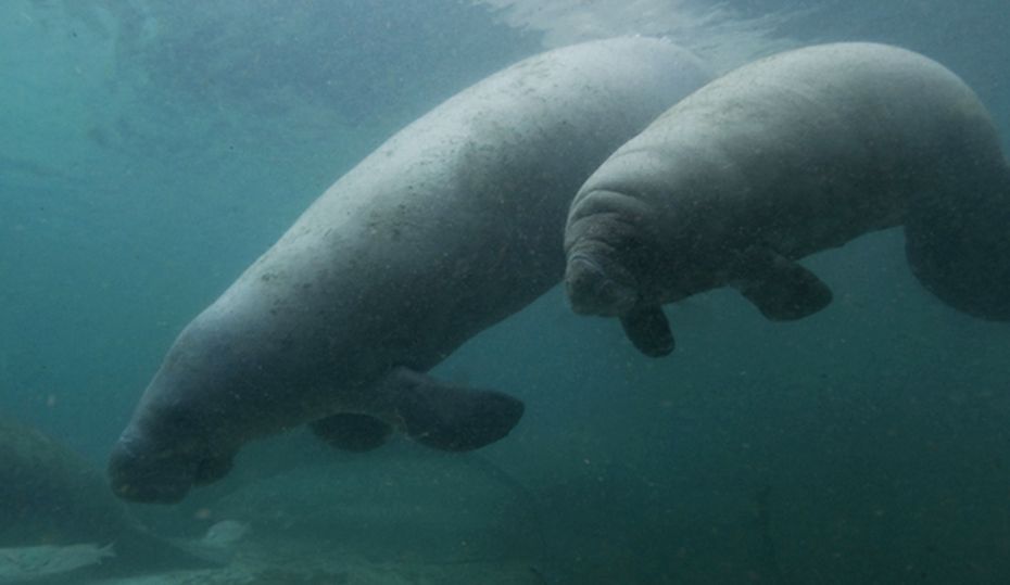 Hot tubs for manatees