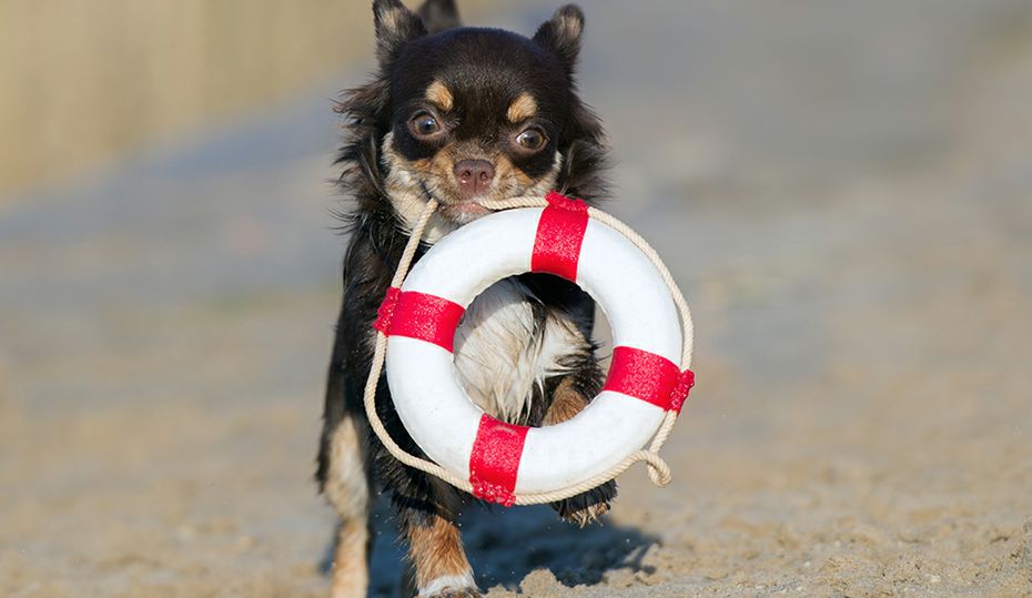 SummerSafetyHero2 SummerSafetyHero2