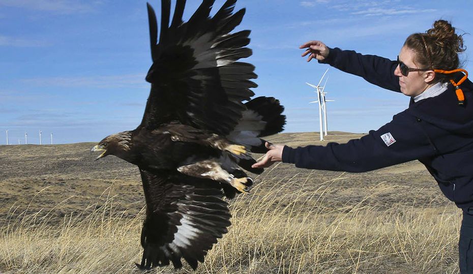 Eagle_Hero Eagle_Hero