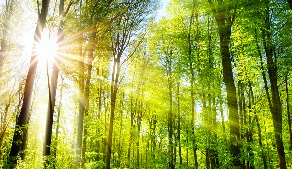 20161025TourDeTreesHeros