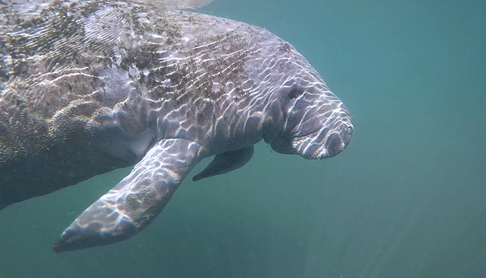 Manatees can stay underwater for as long as 20 minutes and eat more than 100 pounds of sea grasses each day. 20170328Manatee_700_8