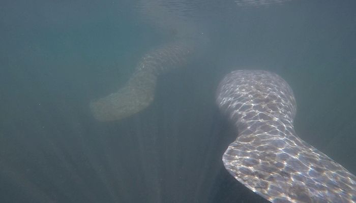 Manatees are known for their paddle-shaped tails and were mistaken for mermaids by early voyagers. 20170328Manatee_700_5