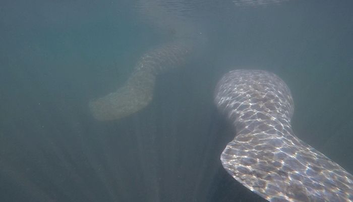 20170328Manatee_700_5