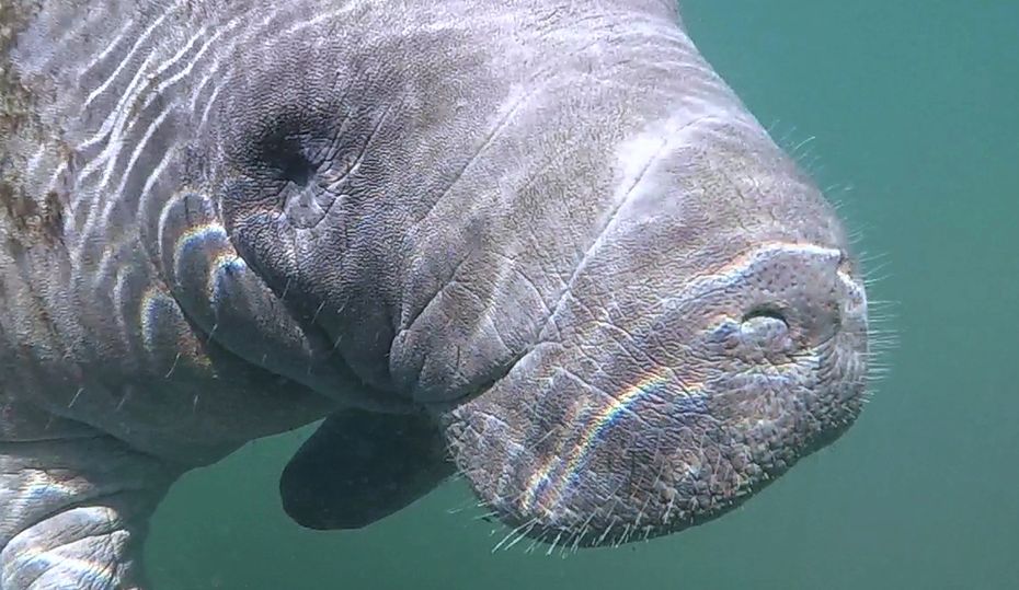 Why manatees love lounging in Florida