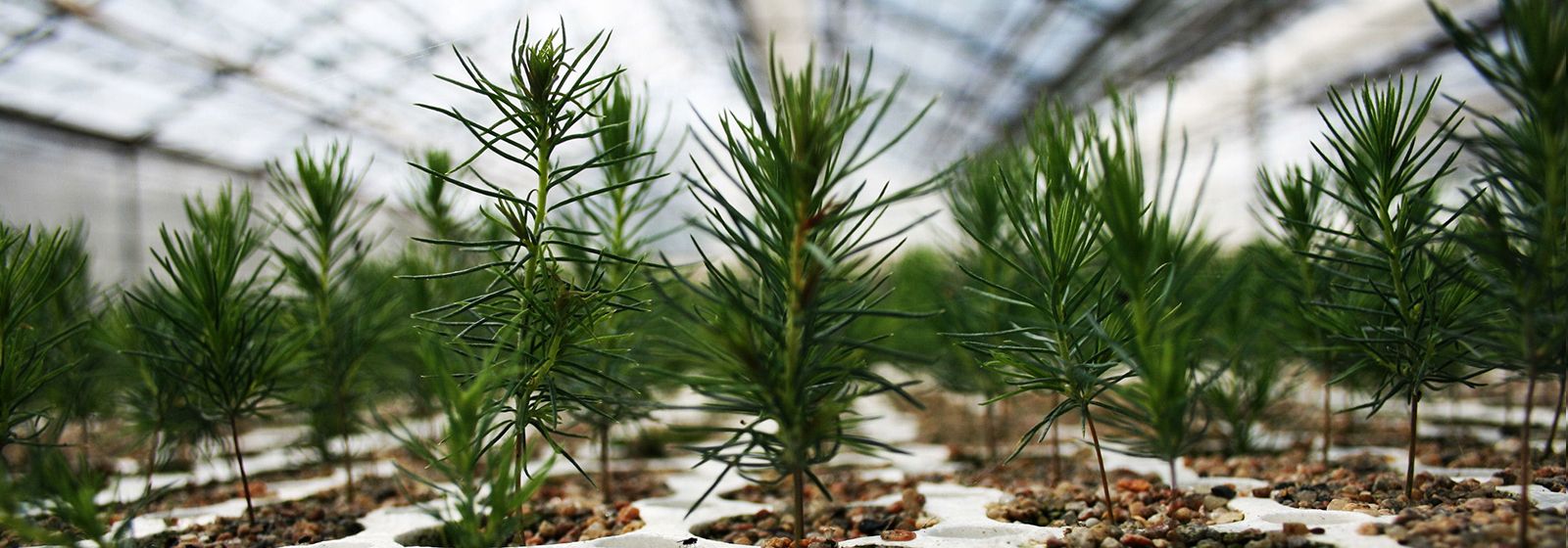 What you should know about successful tree planting