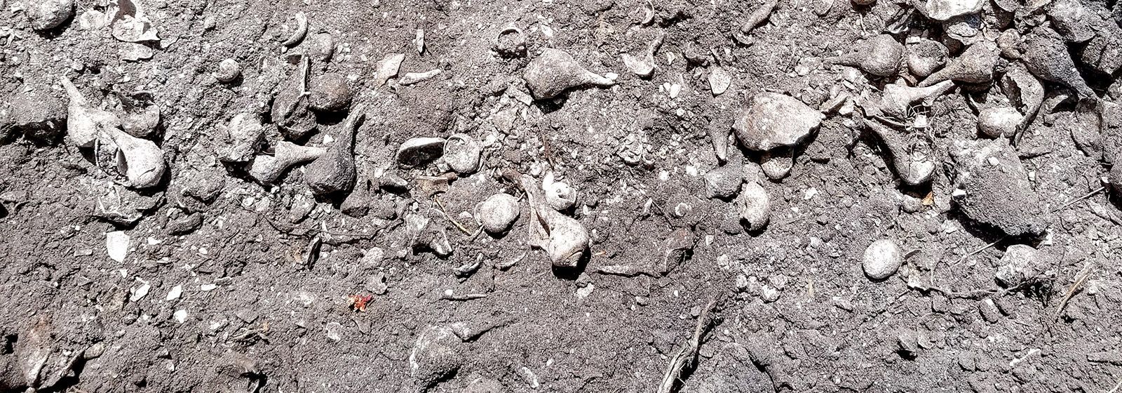 Discoveries on Weedon Island tell the story of the ancients