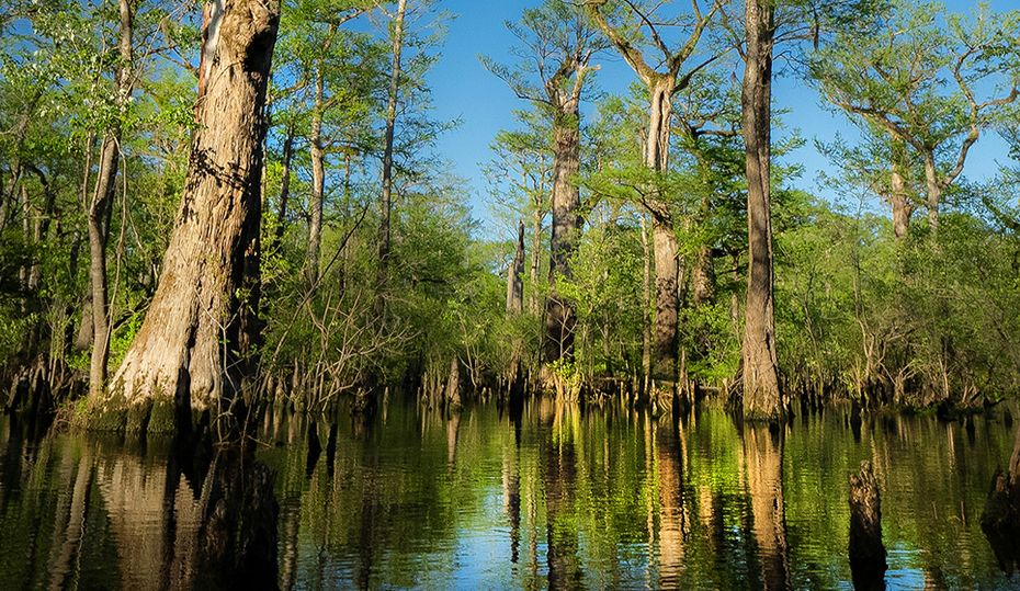 World’s fifth oldest tree found in North Carolina Duke Energy