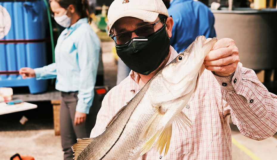 Snook are moving north, and scientists want to know why