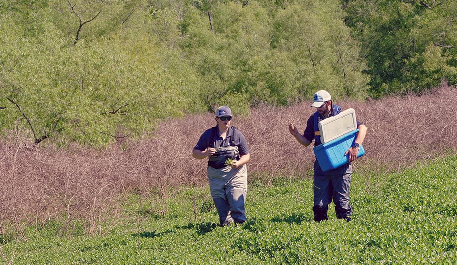 A South American insect battles invasive weed in Carolinas lakes