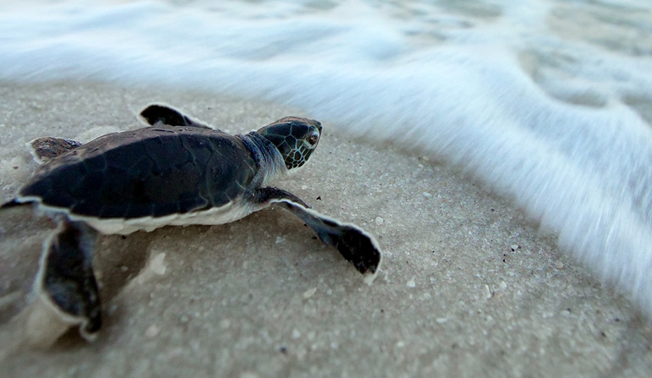 How ‘turtle-friendly’ streetlights protect hatchlings and motorists