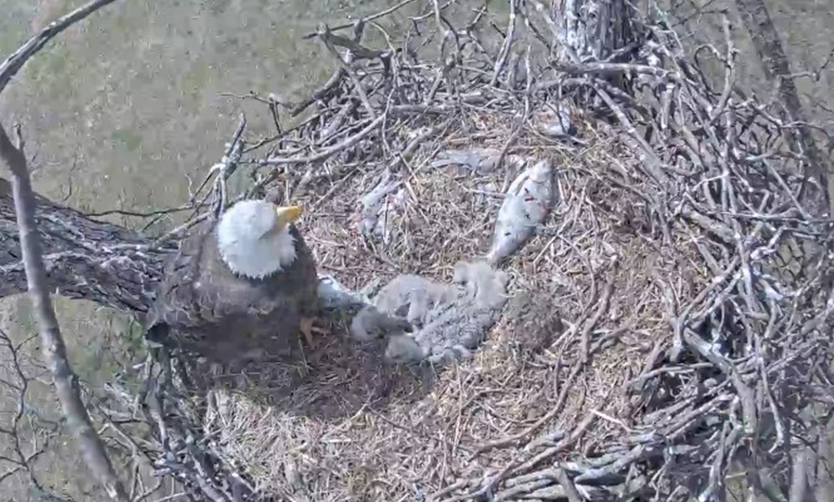 Watch bald eagle chicks with live nest camera | Duke Energy | illumination