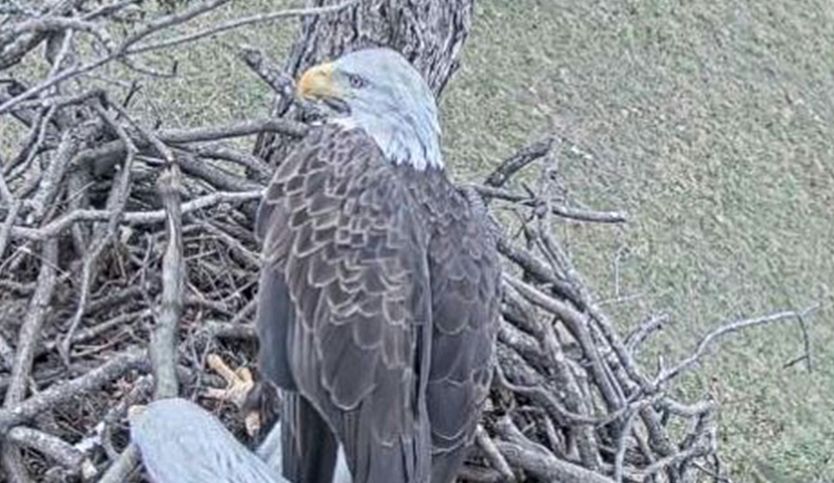 Watch bald eagle chicks with live nest camera