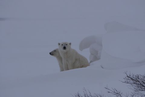 Northrop Grumman and San Diego Zoo Global Successfully Use New Autonomous Technology to Collect Arctic Sea Ice Data 