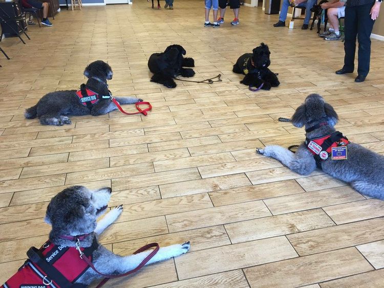 Dogs4Vets1