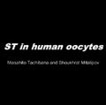 ST in human oocytes