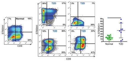 FIGURE 2: Researchers at OHSU used human pancreatic islets to discover a method of identifying and isolating four distinct types of beta cells