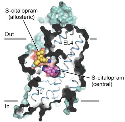 Researchers visualize brain's serotonin pump, provide