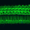 Image of the (intact) organ of Corti, with 3 rows of outer hair cells, and one row of inner hair