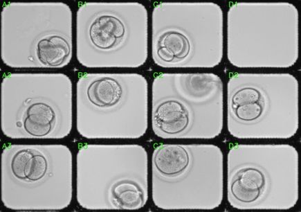 3-cell Stage