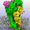 Study in Nature Reveals New Molecular Insight