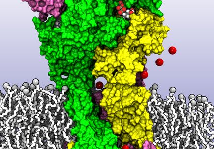 P2X molecular receptor