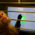 Hormone replacement therapy improves cognition in older female monkeys