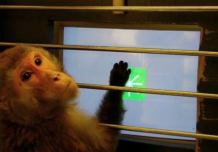 Hormone Replacement Therapy research