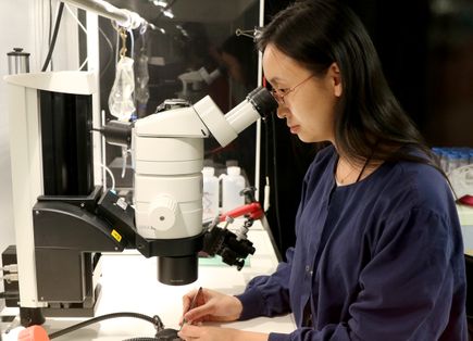 Lingyan Wang, Ph.D., in lab