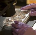 AML research