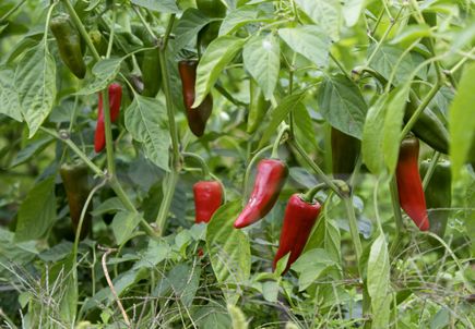 Community Partnership Program