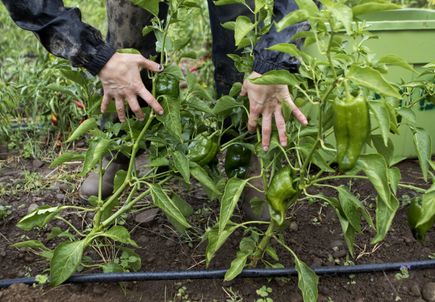 Community Partnership Program