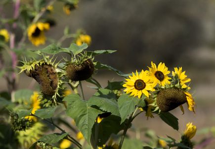 Community Partnership Program