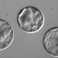 Germline: Blastocyst 3