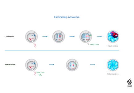 Germline editing: Illustration