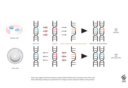Germline editing: Illustration