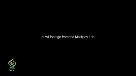 VIDEO: Download video footage from the Mitalipov Lab