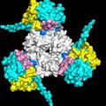 MIF cytokine