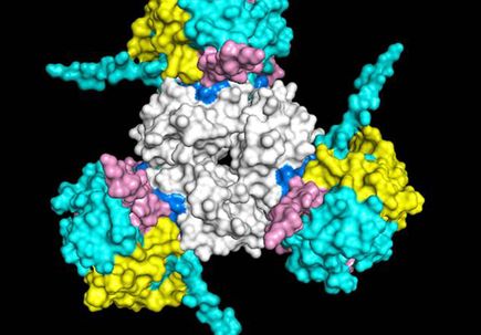 MIF cytokine