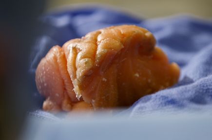 Brain surgery simulator