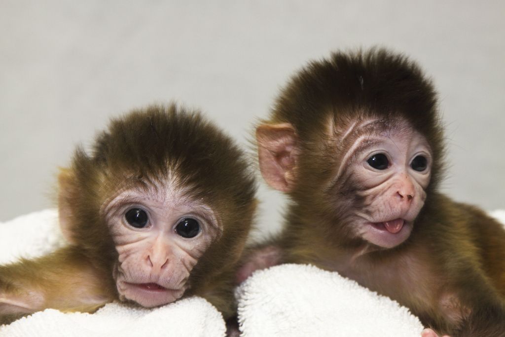 “Mito” and “Tracker” (in reference to the procedure used for imaging of mitochondria), the world’s first animals derived by spindle transfer. (OHSU) Mito and Tracker