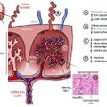 Zika placenta illustration