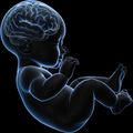 Study confirms that inflammation during pregnancy is linked to baby’s brain