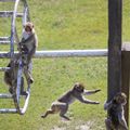 Japanese macaques