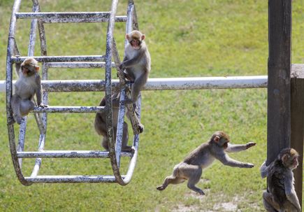 Japanese macaques