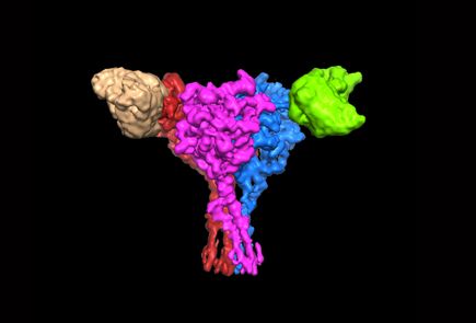 Human epithelial sodium channel model