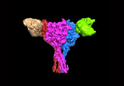 Human epithelial sodium channel model