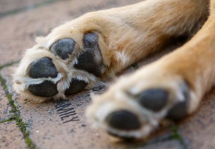 2018_0928_therapydogs_paw